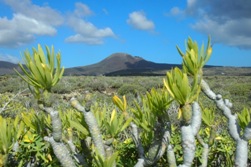 Lanzarote Scuba Diving Holiday - Costa Teguise. 